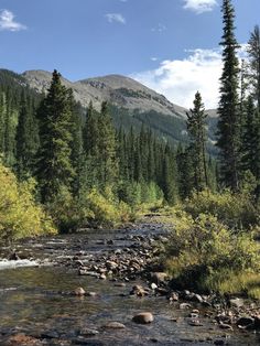 a river running through a forest filled with lots of tall pine trees on top of a mountain