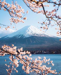 a mountain covered in snow next to a body of water with cherry blossoms on it