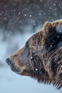 a brown bear standing in the snow with it's head turned to the side