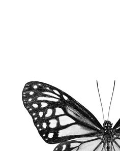 a black and white photo of a butterfly