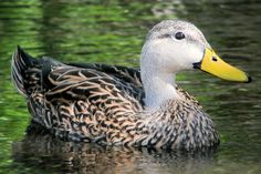 a duck that is floating in the water with green algae on it's back