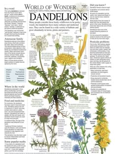 the world of wonder dandelions is featured in an article on how to grow them