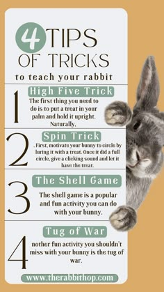 four tips to teach your rabbit for the first time in three minutes, including how to use