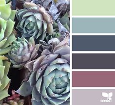 the color scheme for succulent hues