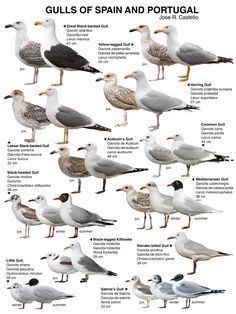 seagulls and gulls are the most common birds in europe, according to their size