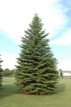 a very tall pine tree sitting in the middle of a green field next to a fire hydrant