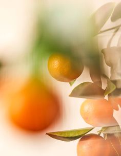 some oranges are hanging from a tree with leaves and fruit in the back ground