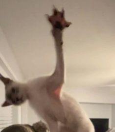 a cat is standing on its hind legs and reaching up into the air to catch something