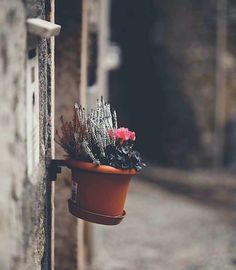 a potted plant hanging from the side of a building