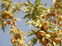 almonds are growing on the tree and ready to be picked from it's branches