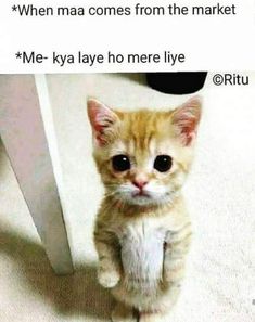 an orange kitten sitting on top of a white floor next to a table with the caption when ma comes from the market me ky laye ho mer lye