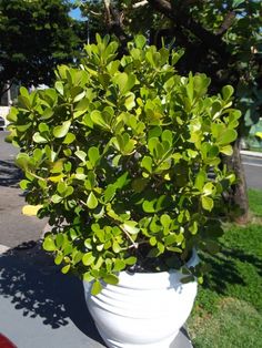 a potted plant sitting on the side of a road