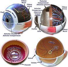 three different types of eyeballs labeled in the diagram below are labelled with their names