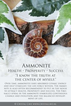 the flyer for an event featuring ammonite and other things to see on display