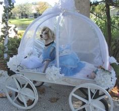 a dog is sitting in a white carriage