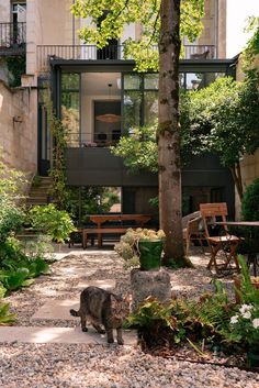 a cat walking in the middle of a gravel path next to a tree and building