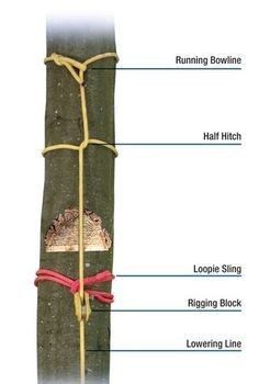 the structure of a tree trunk with ropes attached to it, labeled in red and yellow