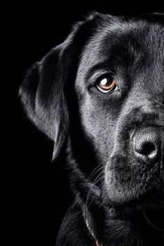 a black dog with orange eyes looking at the camera