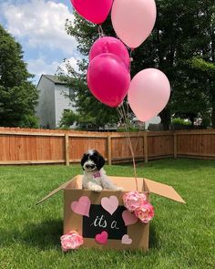 a small dog sitting in a box with balloons attached to it's sides and the word its a written on top