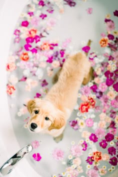 a dog is standing in the bathtub with flowers all over it's floor