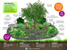 an info sheet describing the different types of trees and shrubs in a garden with information about each tree