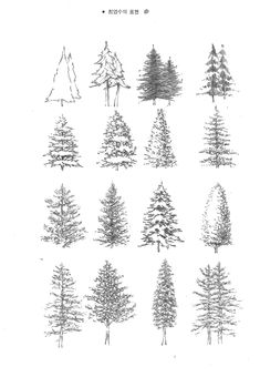 various types of pine trees drawn by hand