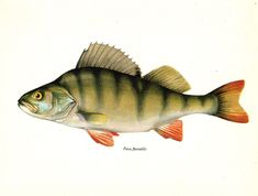 a drawing of a fish on a white background