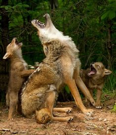 two wolfs are playing with each other in the woods