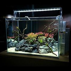 an aquarium with rocks and plants in it