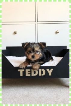 a small dog is sitting in a teddy bear bed with the word teddy written on it