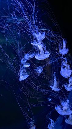 many jellyfish are swimming in the water