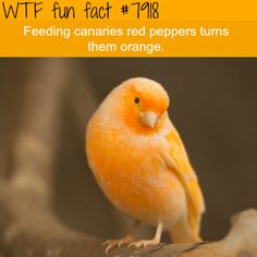 Baby Image, Bird Brain, Fun Facts About Animals, Facts Funny, Wow Facts, Did You Know Facts, Tyrion Lannister, Random Facts, Animal Facts