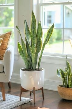 two potted plants sitting on top of a wooden floor next to a couch and window