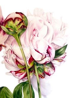 two large pink flowers with green leaves on a white background in watercolor and ink