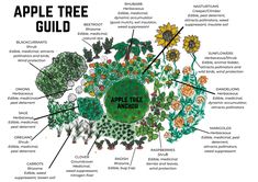 an apple tree diagram with all the parts labeled