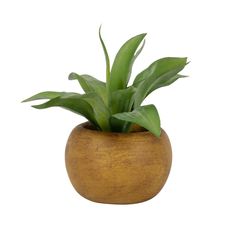 a plant in a wooden vase on a white background