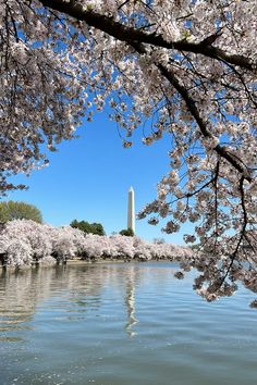 the washington monument is surrounded by cherry blossom trees and reflecting in the water on a sunny day