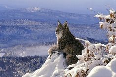 a cat sitting on top of a snow covered tree in the middle of winter time