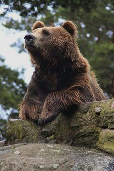 a large brown bear sitting on top of a rock