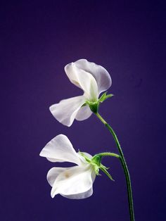 two white flowers are in a vase on a table