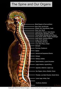 an image of the back of a human body