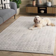 a white dog laying on top of a rug in a living room