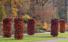 there are many tall bushes in the park