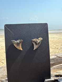 Sharks teeth earrings! I found these teeth personally on the shore of the Chesapeake Bay! I tried to match them as best as I can. Snaggletooth shark. One of a kind and very unique! Teeth Earrings, Shark Stuff, Sharks Teeth, Chesapeake Bay, Shark Teeth, Sharks, Bling Bling, Jewelry Earrings Studs, I Tried