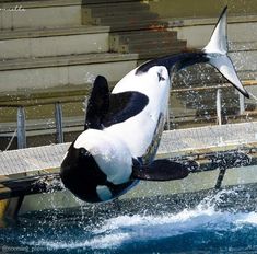 an orca jumping out of the water