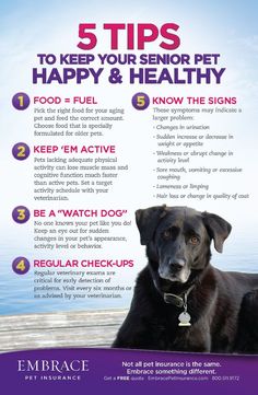 a dog sitting on top of a wooden dock next to the ocean with text that reads 5 tips to keep your senior pet happy and healthy