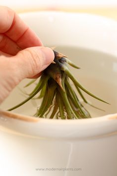 a person is holding a small plant in a white bowl filled with water and dirt