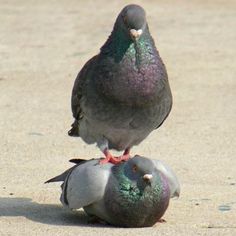 two pigeons sitting on top of each other with a speech bubble above them that says forward slave