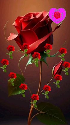 Darood Ibrahim, Very Beautiful Flowers, Rose Flower Pictures, Good Morning Roses, Doodle Images