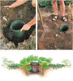 four pictures showing different stages of planting in the ground, including digging and watering plants